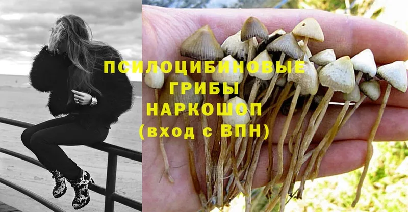 купить наркоту  Богородск  Псилоцибиновые грибы Magic Shrooms 