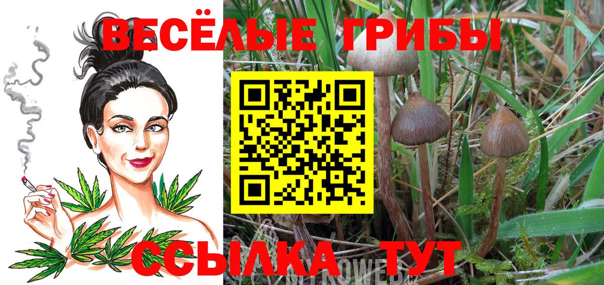 купить наркотик  Вход с VPN  Богородск  Галлюциногенные грибы GOLDEN TEACHER 